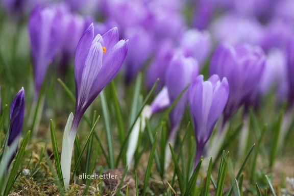 Frühlings-Krokus (Crocus vernus ssp.)